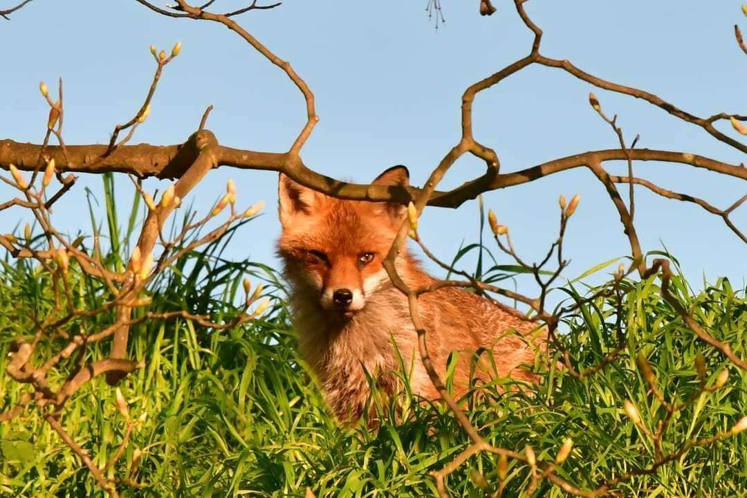 Thank you to <a href="/JayneJayne65/">Jayne</a>  for this morning's #FoxOfTheDay