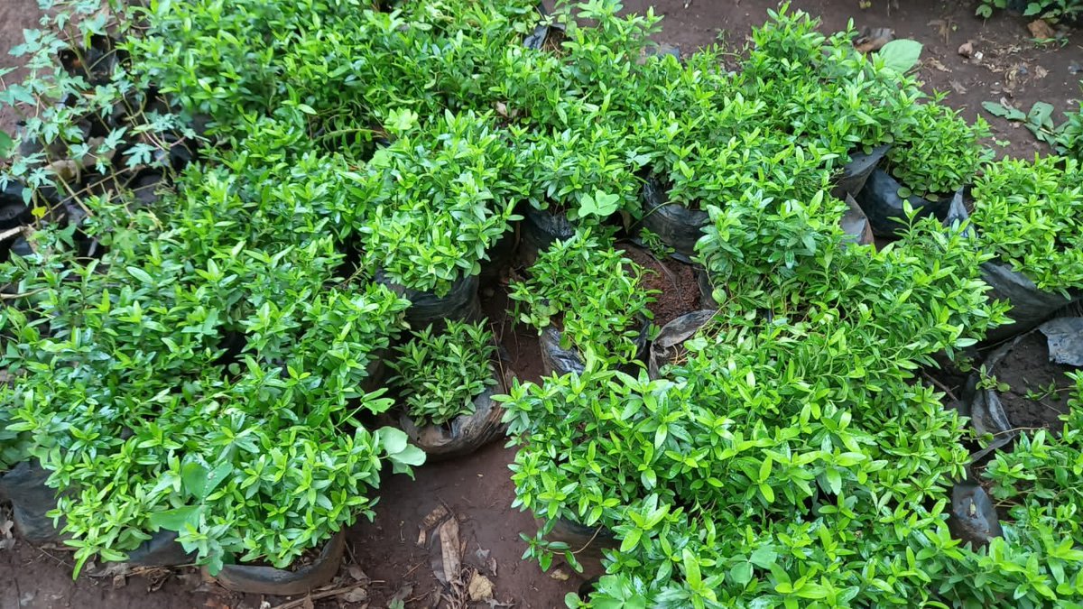 CTD Organization tweet media