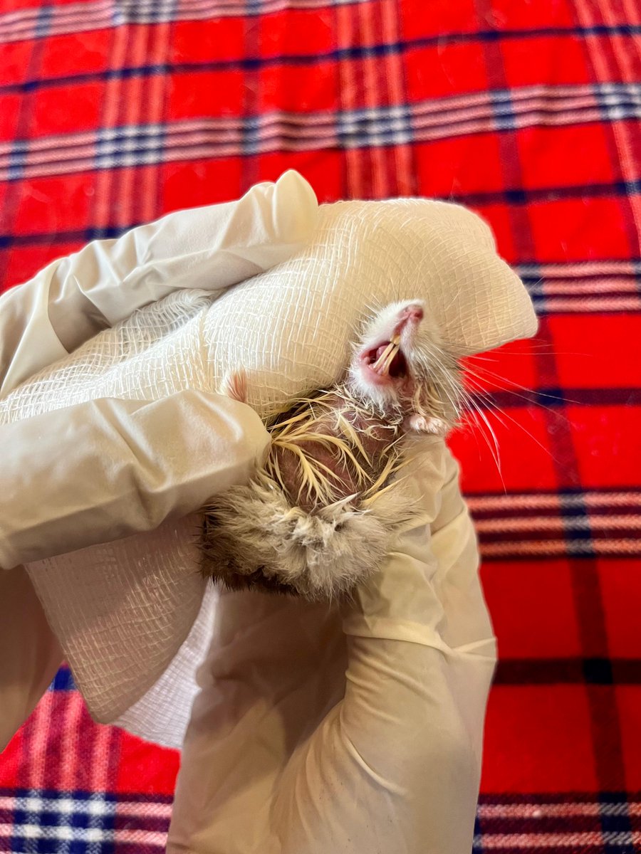 Fun fact: Did you know hamster's teeth never stop growing! 😲😲
