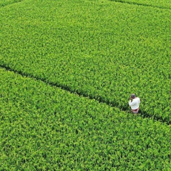 Reflecting on 2024, our Evaluation Function completed Evaluations of <a href="/CGIAR/">CGIAR</a>’s 3️⃣ Science Groups 🌟 

🌾 Systems Transformation: bit.ly/4gXchAE 
🛡️ Resilient Agrifood Systems: bit.ly/3Cekils 
🧪 Genetic Innovation: bit.ly/3CcviQm 

#Eval4Action