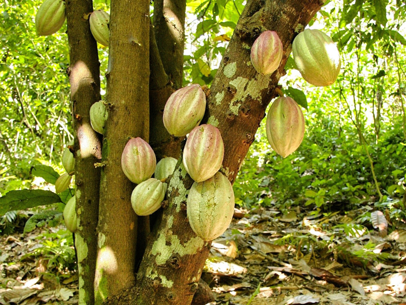 CSIC (@csic) on Twitter photo Un equipo internacional desarrolla un bioproceso que reduce el cadmio en los cultivos de cacao
Investigadores de <a href="/EEZCSIC/">Estación Experimental del Zaidín (CSIC)</a> crean una biotecnología que reduce la contaminación de este metal y que se podría aplicar en tomates, espinacas, cereales y olivos.
➡️ csic.es/es/actualidad-… Un equipo internacional desarrolla un bioproceso que reduce el cadmio en los cultivos de cacao
Investigadores de <a href="/EEZCSIC/">Estación Experimental del Zaidín (CSIC)</a> crean una biotecnología que reduce la contaminación de este metal y que se podría aplicar en tomates, espinacas, cereales y olivos.
➡️ csic.es/es/actualidad-…