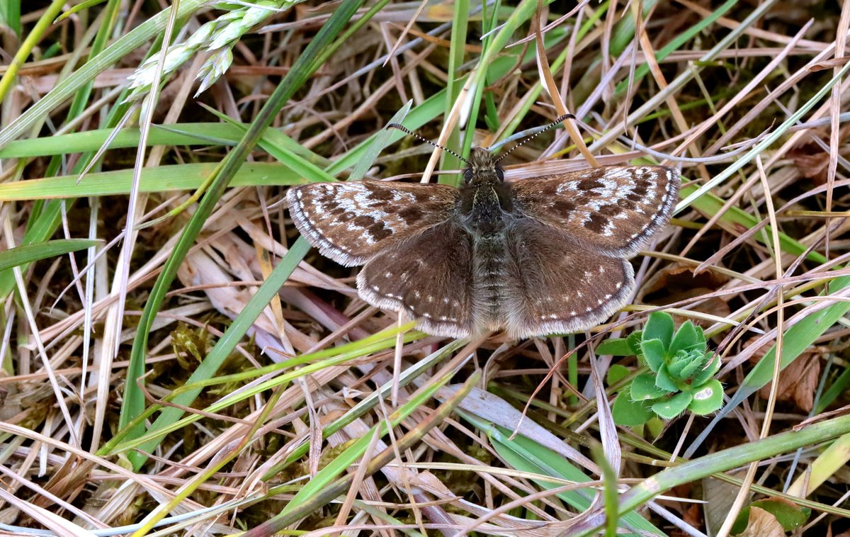 SISF_2025's tweet image. @ConopsEnto  will also be on hand as usual to talk to anyone who would like to get a career in invertebrate ecology.