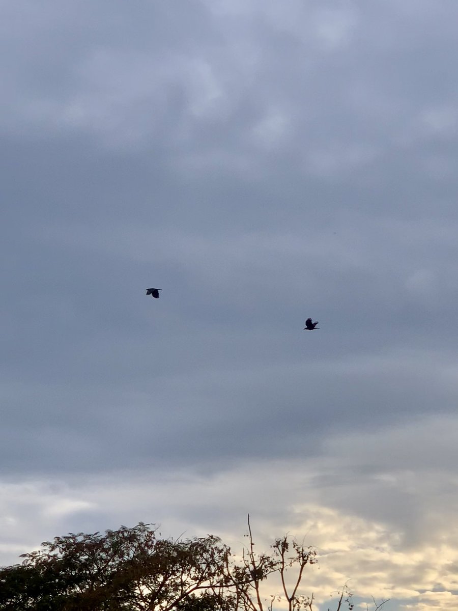 guyfromhills's tweet image. just the two of us 🕊️