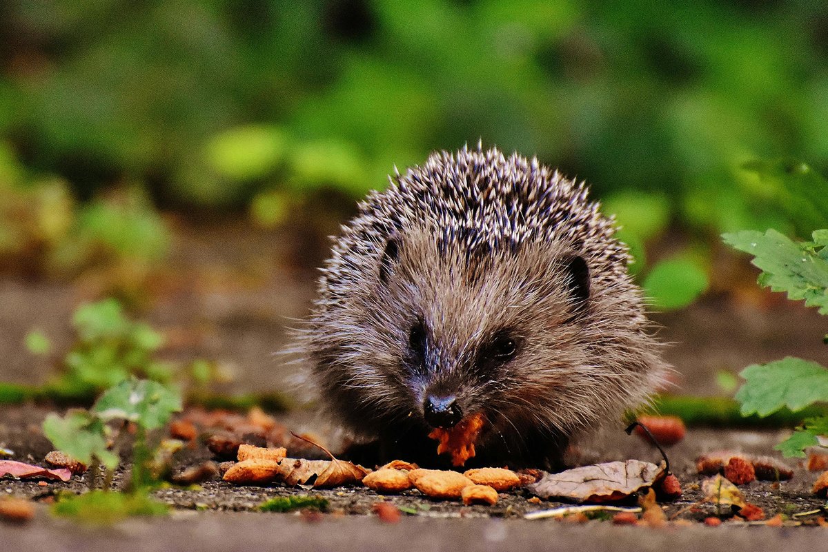 🦔On St. Brigid’s Day, if the hedgehog stays out of its burrow, it’s a sign of good weather ahead in Ireland. Let’s trust these tiny creatures—they might know more than we do! #SpringForecast #WildlifeWisdom #IrishFolklore