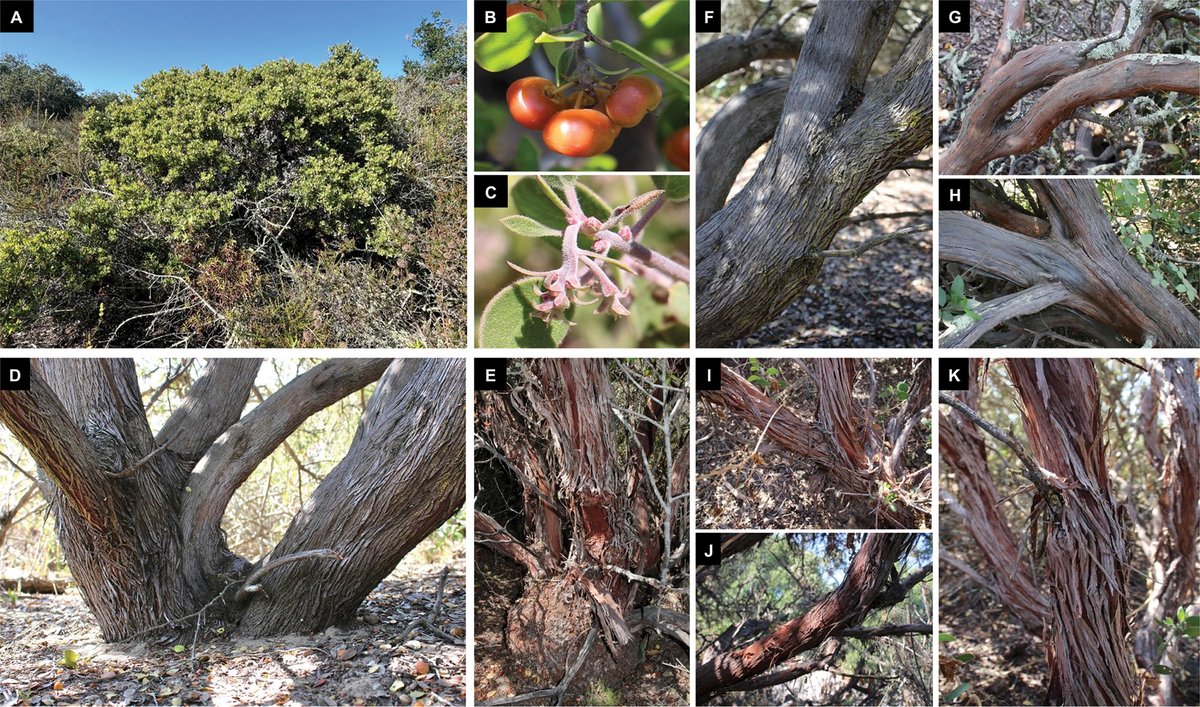 While investigating the potential for Arctostaphylos species to hybridise, researchers in California discovered a #newspecies in the genus.

🔗 doi.org/10.3897/phytok… 

#Ericaceae
