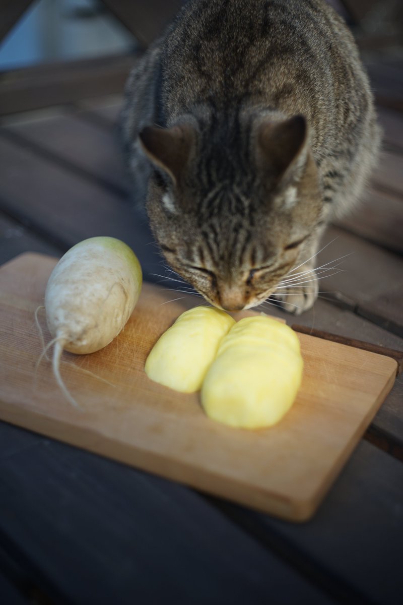 〈田んぼで野菜を育てる難しさ〉

一年目の失敗談。