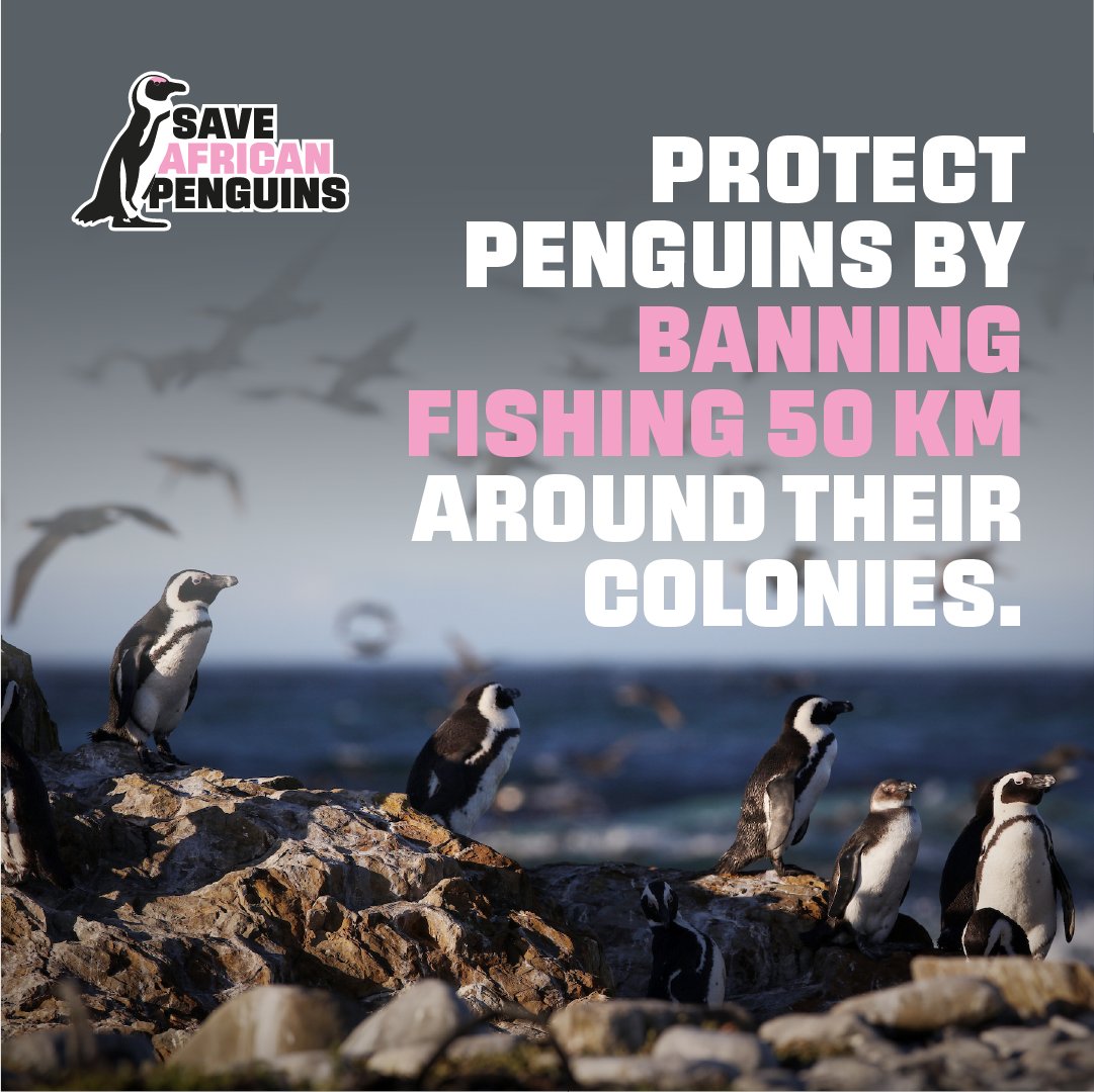 ghwildlifesoc's tweet photo. Happy Penguin Awareness Day.🐧

Once millions in South Africa and Namibia, now fewer than 10,000 breeding pairs remain in the wild.

We must act now to protect them!

🔗Sign our petition today: https://t.co/0MzB2MS2cd 

#SaveAfricanPenguins #ProtectOurWildlife #SaveOurSeas https://t.co/TeiUvRzWHt