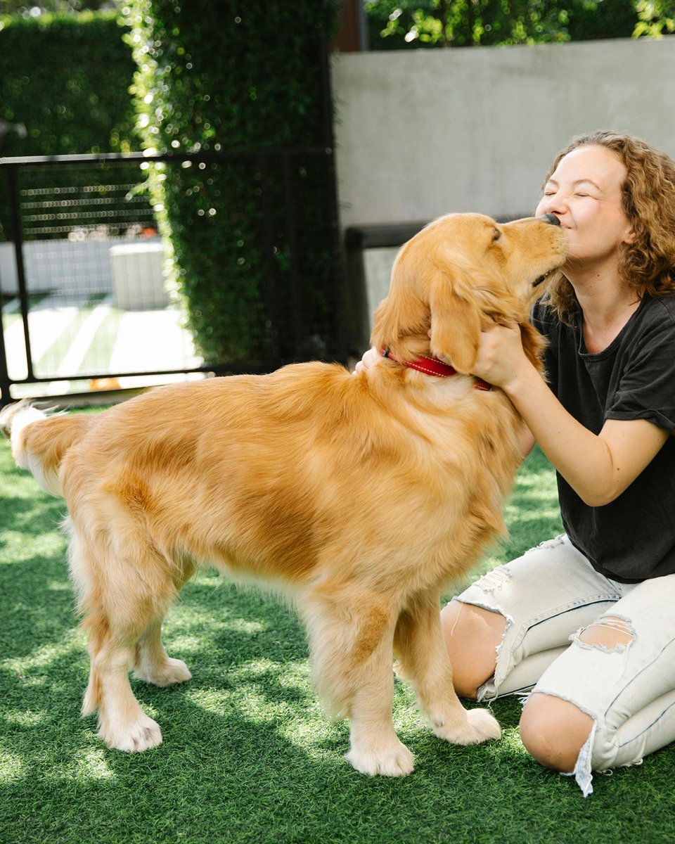 Happy Golden Retriever Day! 🐾 Today, we celebrate Sir Dudley Marjoribanks, who in the late 19th century bred the first Golden Retrievers at his Guisachan Estate in Scotland. Thanks to his vision, we have the loyal companions we love today! 🐕 #GoldenRetrieverDay #HistoryOfDogs