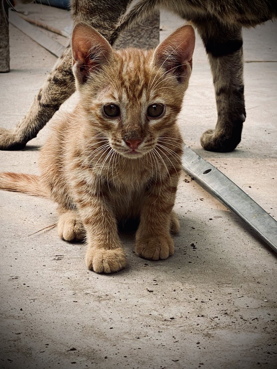 sabrr_shukarr's tweet photo. post pictures of cats, yours or stray, just cats
#justcats https://t.co/o9I1ObIjU7