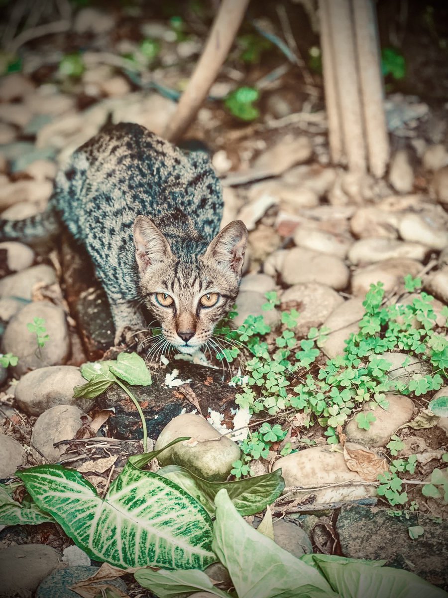 sabrr_shukarr's tweet photo. post pictures of cats, yours or stray, just cats
#justcats https://t.co/o9I1ObIjU7