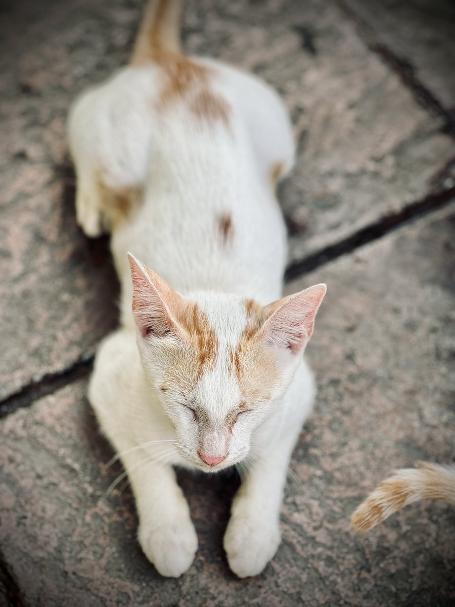 sabrr_shukarr's tweet photo. post pictures of cats, yours or stray, just cats
#justcats https://t.co/o9I1ObIjU7