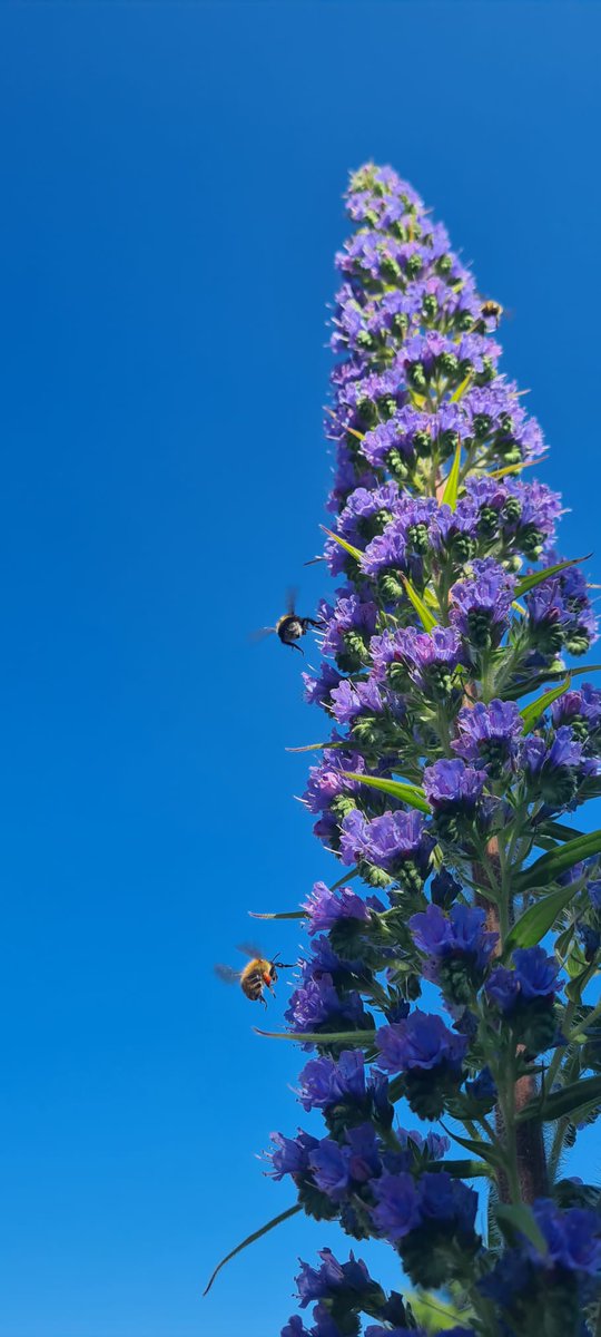 Team Echium tweet media