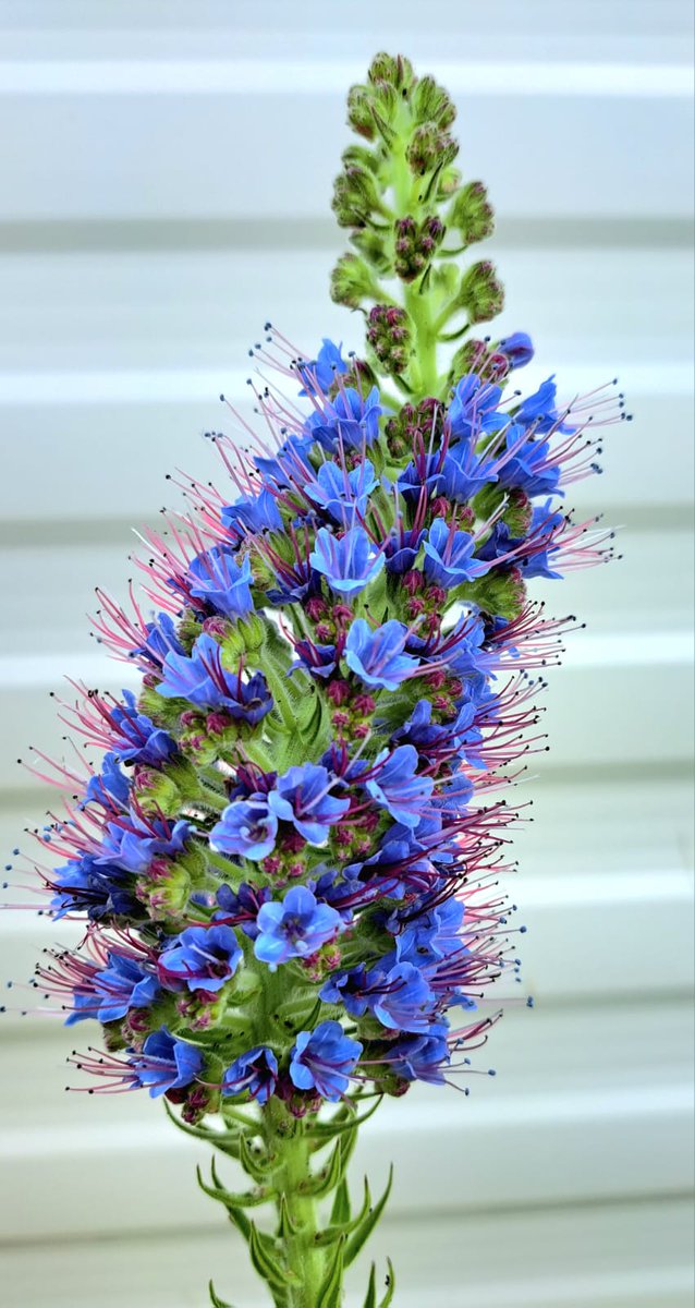 Team Echium tweet media