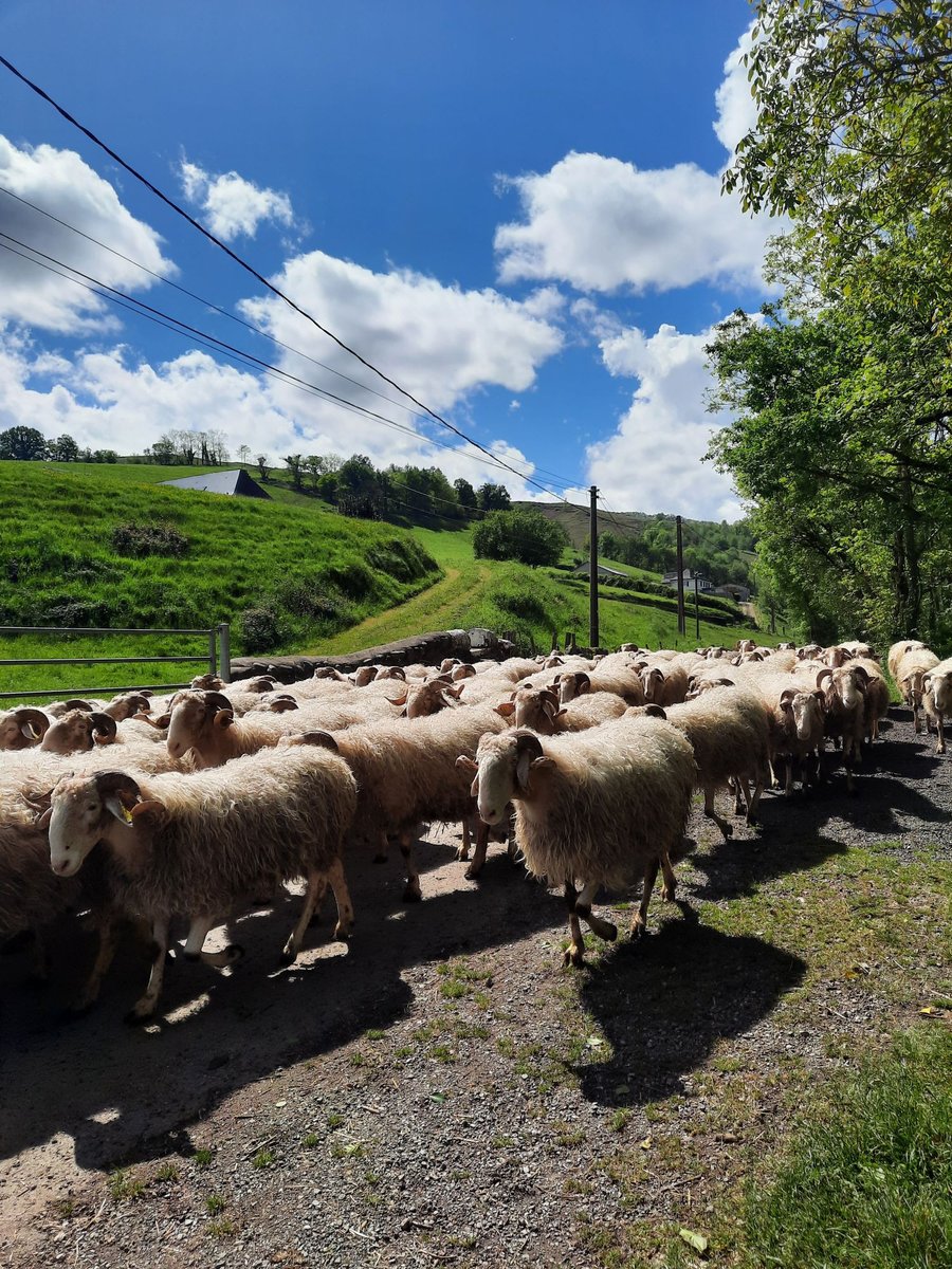 Damien Larrouqué tweet media