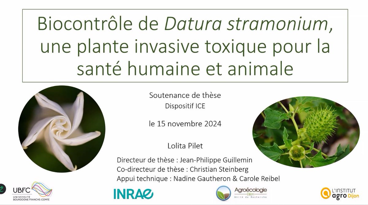 scordeau_inra's tweet photo. #Biocontrole du #Datura : thèse soutenue par Lolita Pillet le 15 nov 2024. Si le sujet vous intéresse contactez Jean-Philippe Guillemin @InstitutAgroDjn @UMRAgroecologie
https://t.co/ZlEPu3k8lz https://t.co/f3rDmZfbR0