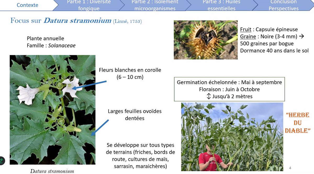 scordeau_inra's tweet photo. #Biocontrole du #Datura : thèse soutenue par Lolita Pillet le 15 nov 2024. Si le sujet vous intéresse contactez Jean-Philippe Guillemin @InstitutAgroDjn @UMRAgroecologie
https://t.co/ZlEPu3k8lz https://t.co/f3rDmZfbR0