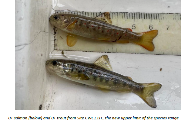 Green Action Trust (@greenactiont) on Twitter photo First salmon spotted upstream in the Levern Water in 150 years!
Partners & the local community worked to open up the river for migratory fish. Supported by <a href="/ClydeRF/">ClydeRiverFoundation</a>, <a href="/ScottishEPA/">Scottish Environment Protection Agency (SEPA)</a> Water Environment Fund & <a href="/OpenRiversProg/">Open Rivers Programme</a>
Find out more: tinyurl.com/2yvt7hjv First salmon spotted upstream in the Levern Water in 150 years!
Partners & the local community worked to open up the river for migratory fish. Supported by <a href="/ClydeRF/">ClydeRiverFoundation</a>, <a href="/ScottishEPA/">Scottish Environment Protection Agency (SEPA)</a> Water Environment Fund & <a href="/OpenRiversProg/">Open Rivers Programme</a>
Find out more: tinyurl.com/2yvt7hjv