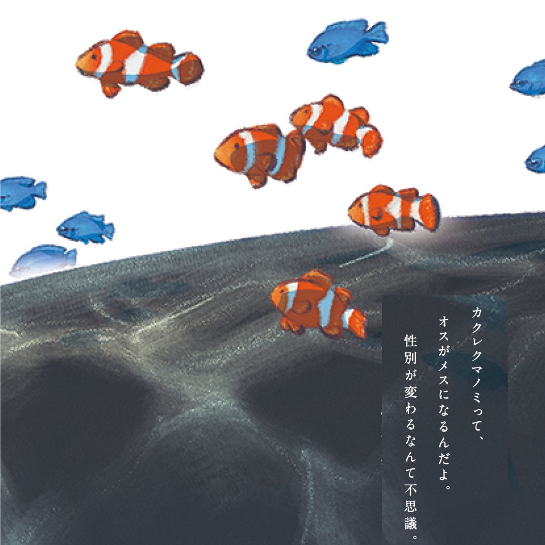 絵画 カクレクマノミ 🐬海の生きもの ひみつシリーズ㉜🐬 「カクレクマノミ