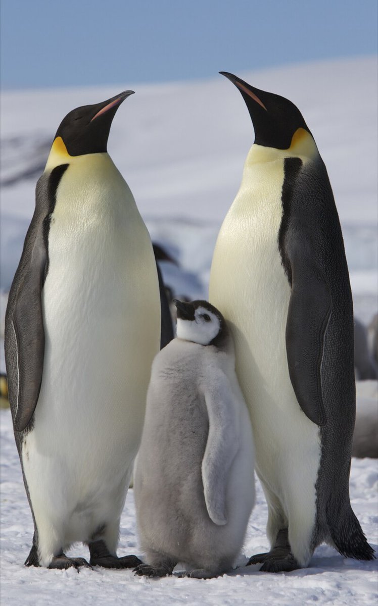 ManishaK9944's tweet photo. Today is #PenguinAwarenessDay! Let's raise awareness about the importance of #conservation efforts to protect these amazing creatures.Learn more about the fascinating world of #penguins and how you can help #protect them. #PenguinAwarenessDay.
#biosciencegallery
@RSCBhavnagar https://t.co/ug6oGGs6ZP