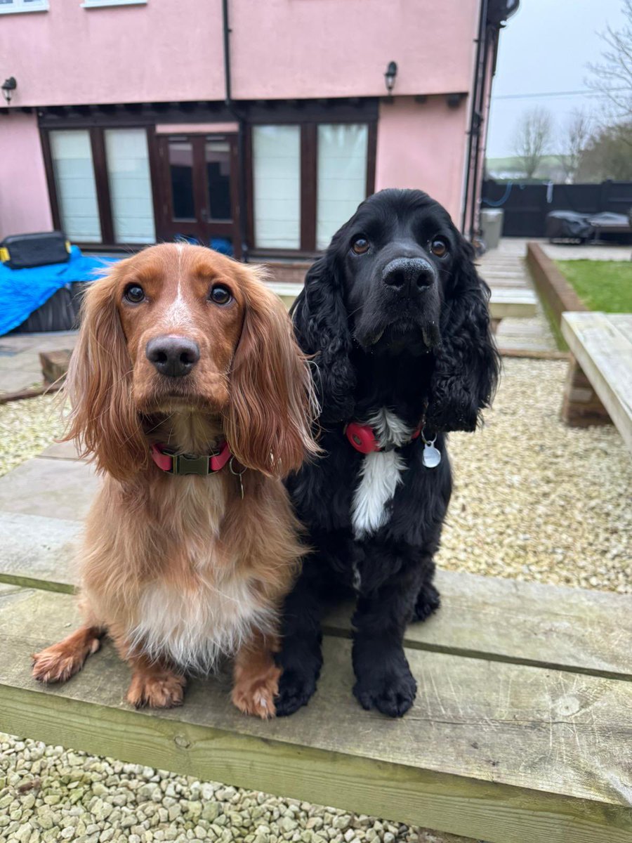 doggiemax7's tweet photo. Morning Peeps, serious facesโฆ๐๏ธ๐๏ธโฆitโs a bit chilly around the fluff this morningโฆ happy Monday ๐ฅถ. #seriousface https://t.co/0Htq7tt3vx