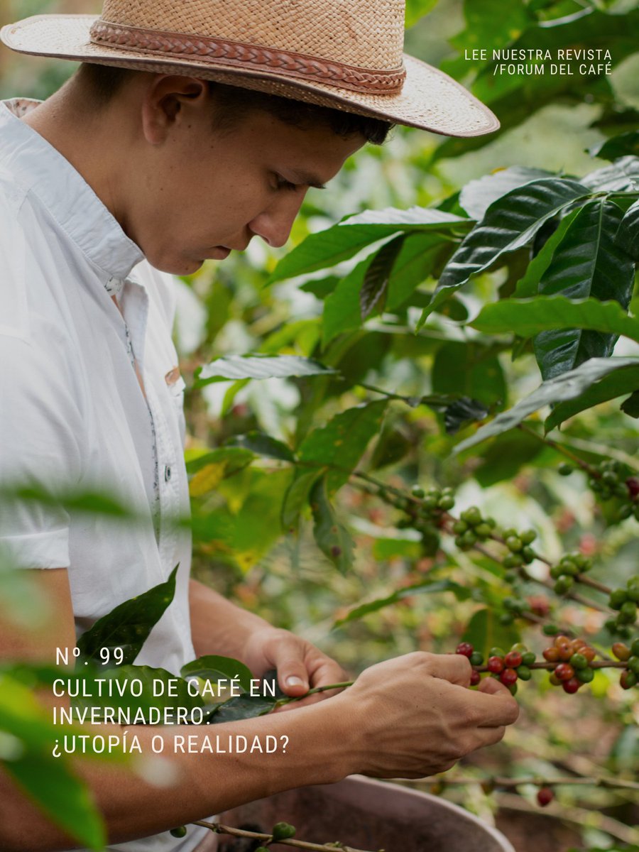 Fórum del Café tweet media