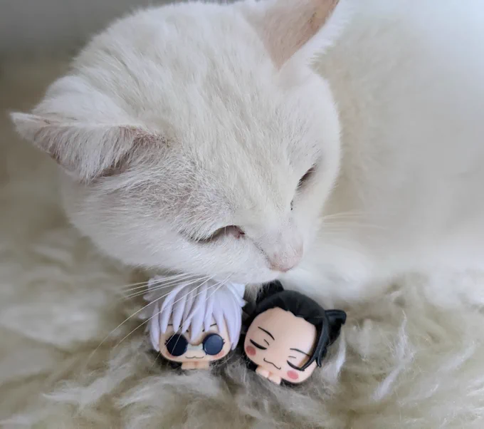 ねこ 