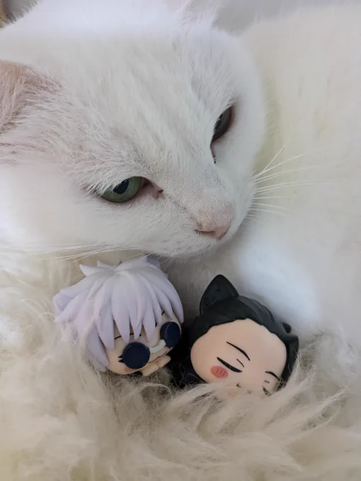 ねこ 