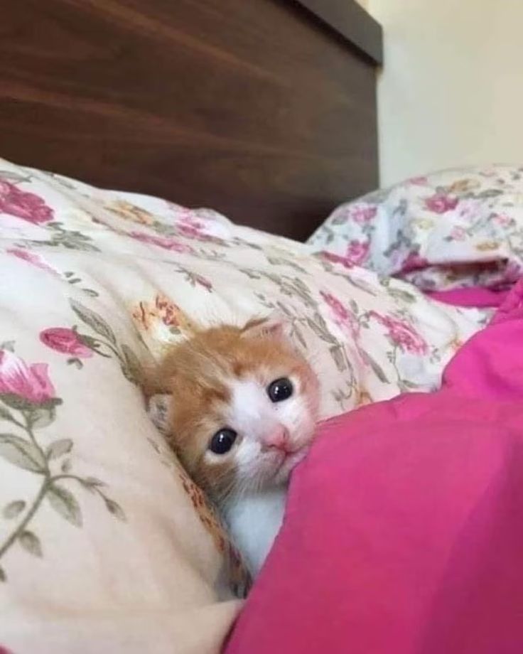 ShouldHaveCat's tweet photo. https://t.co/hkIgIdDA9L