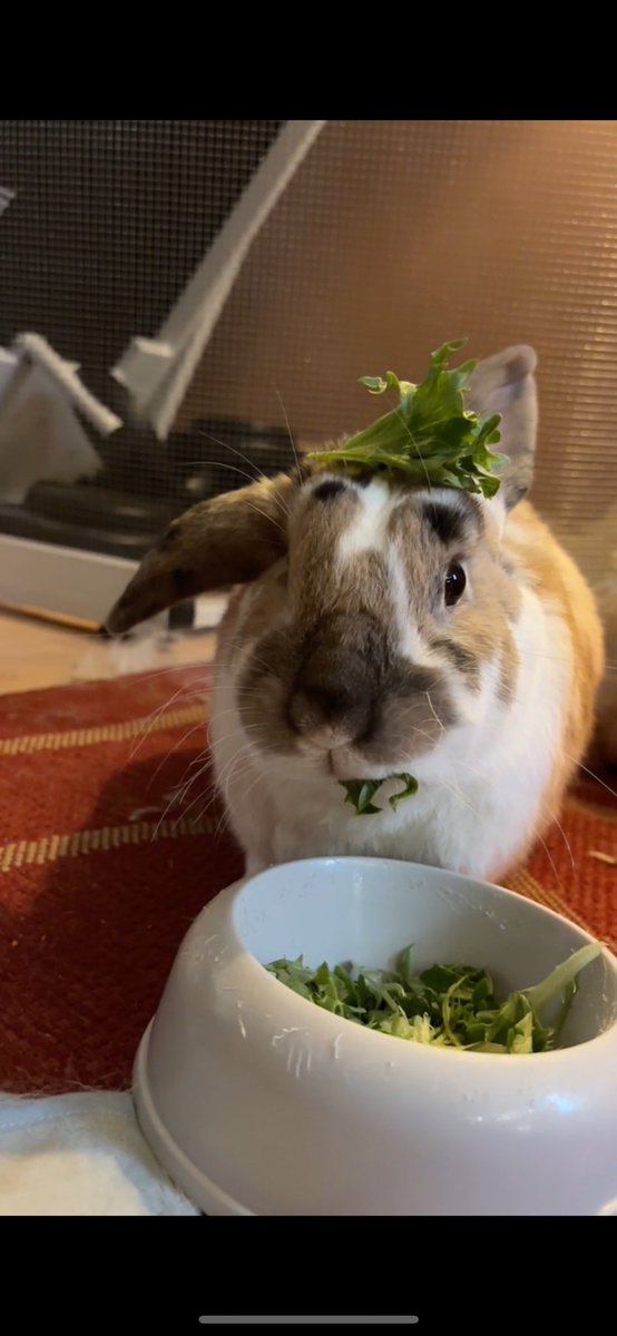 robyn 👱🏻♀️& paddy 🐰 tweet media