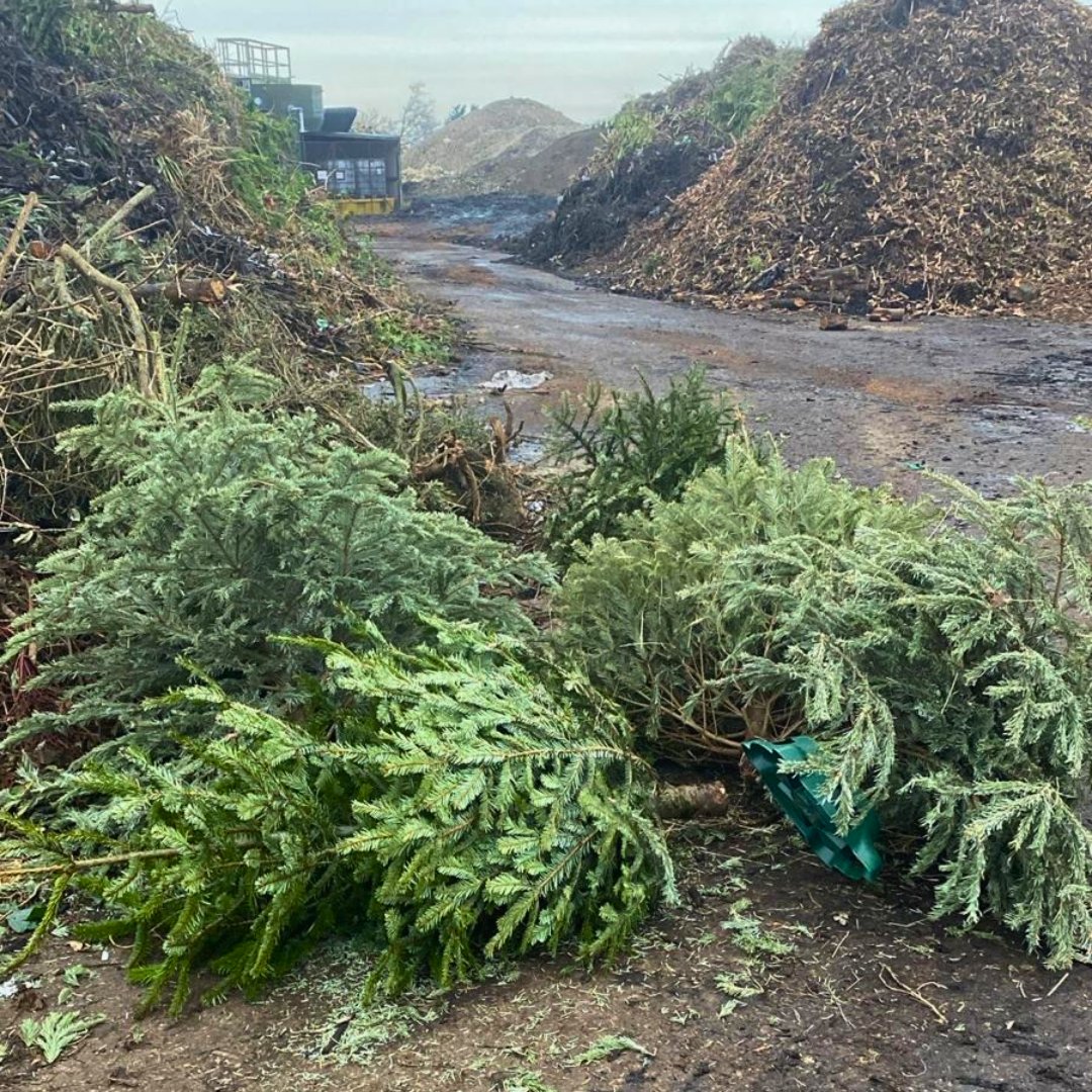 hat’s a wrap for this year’s Christmas tree recycling for <a href="/EACH_hospices/">EACH</a> 🌟 Thank you to everyone who took part. Over £40,000 is expected to be raised, helping EACH provide vital care for children and families!

#ThankYou #ChristmasTreeRecycling #EACH