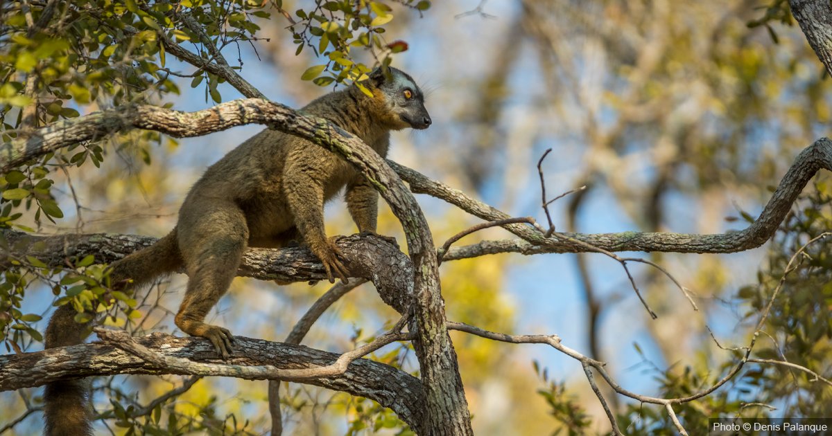Madagascar has secured $8.56M to protect its threatened species and habitats through the new #BioTAct project, thanks to funding from the <a href="/theGEF/">Global Environment Facility (GEF)</a>.

Covering 1.24M hectares, this 5-year initiative will restore wildlife populations, safeguard critical ecosystems, and empower local