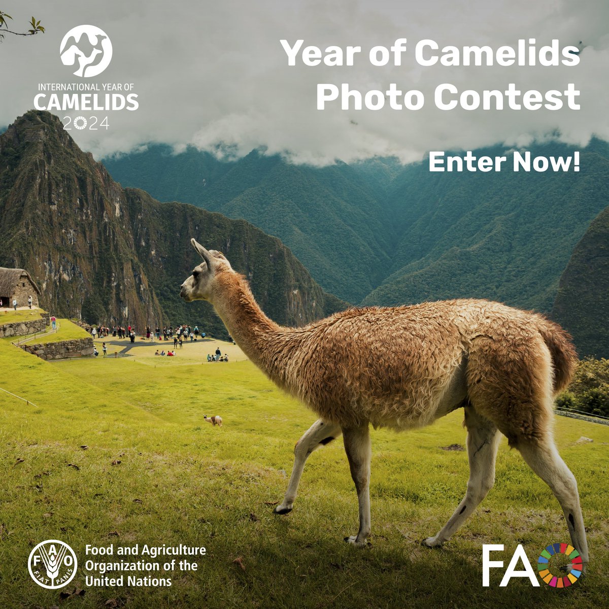 FAO's tweet photo. 📸 Are you a professional or amateur photographer or simply passionate about camelids? 🐫🦙🐪

Join the #YearofCamelids Photo Contest and help spread the word about the importance of these heroes of deserts and highlands!

All you need to know 👉 https://t.co/6bmmuhSPRq https://t.co/Kyt4hqxcoz