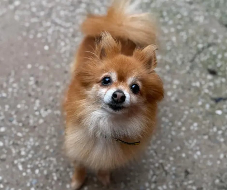 Blue Monday is just another day, and what are days made better by? Dogs. Here are some of the cuties currently in our care, we hope their faces make you smile today💛