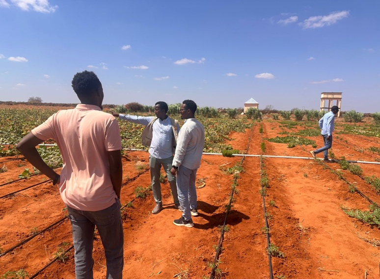 NRC_EAY's tweet photo. Sunflower oil production in #Somalia? Yes! Farmer cooperatives in Bilan village, #Galmudug state, are diversifying crops & increasing incomes with the #OASISProject. Supported by @EU_in_Somalia through #BRCiS, they're growing food & producing sunflower oil for sale & consumption. https://t.co/CSdO5zZ1Lz