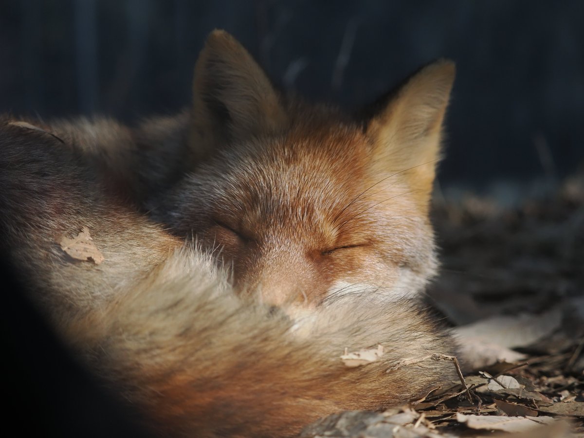 イヌタデ (@vulpesperson) on Twitter photo 