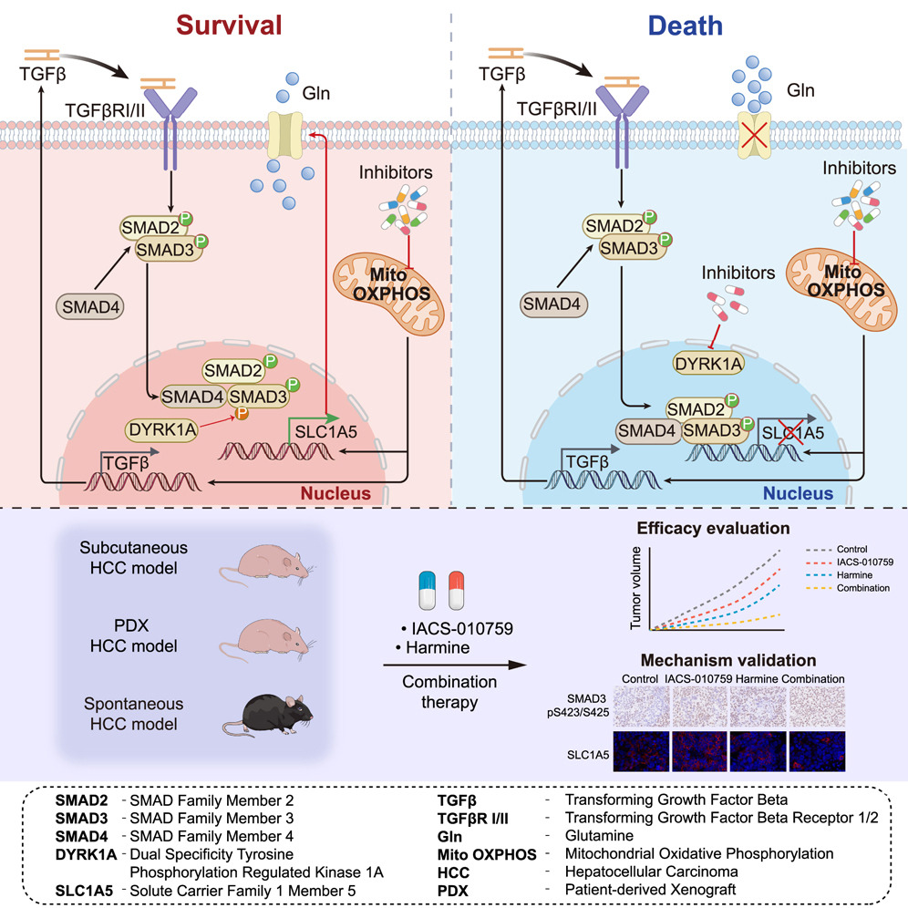 sreeparna_b's tweet image. Last week&apos;s papers on #cancer #metabolism &amp;amp; #glutamine via @Bims_BiomedNews 

biomed.news/bims-glucam/20…

Top pick: DYRK1A-TGF-β signaling axis determines sensitivity to OXPHOS inhibition in hepatocellular carcinoma pubmed.ncbi.nlm.nih.gov/39798576/