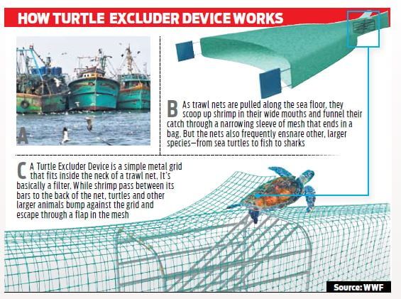 Asian Turtle Program tweet media