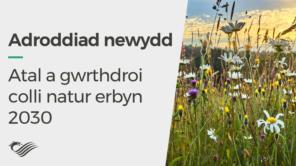 Senedd Hinsawdd (@seneddhinsawdd) on Twitter photo 📑ADRODDIAD NEWYDD: Heddiw rydym ni wedi cyhoeddi ein hadroddiad - Atal a gwrthdroi colli natur erbyn 2030 🌻🐛🐝.
Rydym wedi gwneud 30 o argymhellion i <a href="/NewidHinsawdd/">Llywodraeth Cymru Newid Hinsawdd</a>.
Darllenwch yr adroddiad yma: senedd.cymru/media/zrnpnvyn… 📑ADRODDIAD NEWYDD: Heddiw rydym ni wedi cyhoeddi ein hadroddiad - Atal a gwrthdroi colli natur erbyn 2030 🌻🐛🐝.
Rydym wedi gwneud 30 o argymhellion i <a href="/NewidHinsawdd/">Llywodraeth Cymru Newid Hinsawdd</a>.
Darllenwch yr adroddiad yma: senedd.cymru/media/zrnpnvyn…