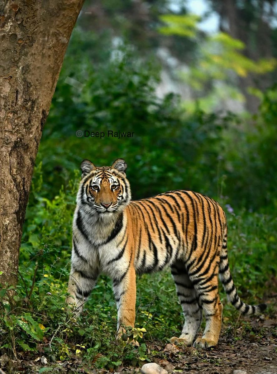 म बाघको डमरु हु मलाई सिनो खाने कुकुर नसम्झ ।