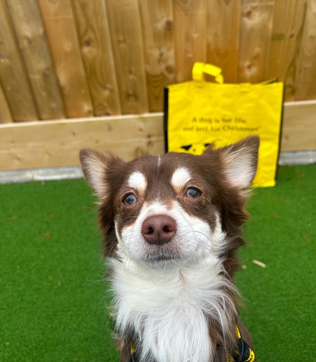 Happy #ForeverHome Porter! 🏡🐾💛

We hope Porter had the best first weekend with his new family 🤩 Congratulations little guy! 

To adopt a dog like Porter 👉  dogstrust.org.uk/rehoming/how-t…

@dogstrust 
#ADogIsForLife #AdoptionDay #GotchaDay  #FureverHome
