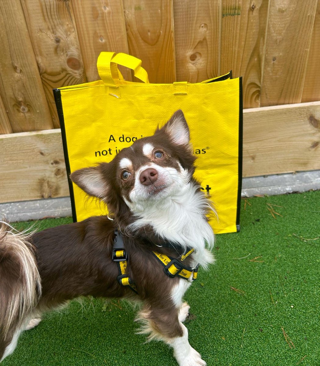 dogs-trust-ballymena-dt-ballymena-posts-x