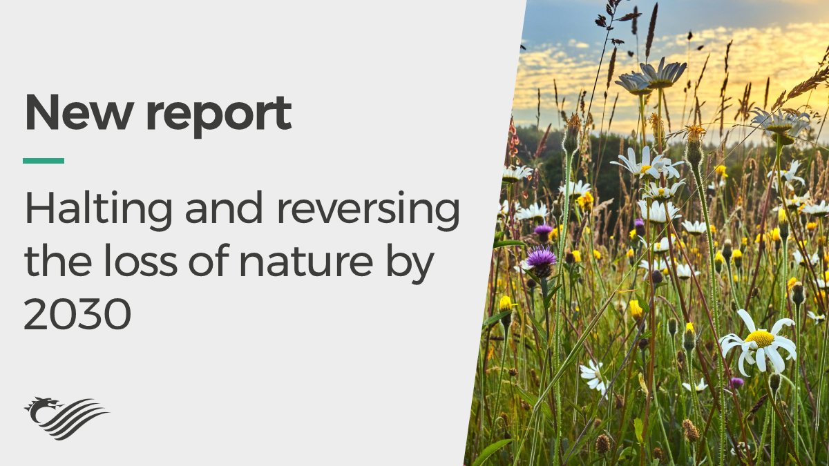 Senedd Climate (@seneddclimate) on Twitter photo 📑 NEW REPORT: Today we published our Report - Halting and reversing the loss of nature by 2030🌻🐛🐝.
We made 30 recommendations to <a href="/WGClimateChange/">Welsh Government Climate Change</a>.
Read the report here: senedd.wales/media/ts0f1ekc… 📑 NEW REPORT: Today we published our Report - Halting and reversing the loss of nature by 2030🌻🐛🐝.
We made 30 recommendations to <a href="/WGClimateChange/">Welsh Government Climate Change</a>.
Read the report here: senedd.wales/media/ts0f1ekc…
