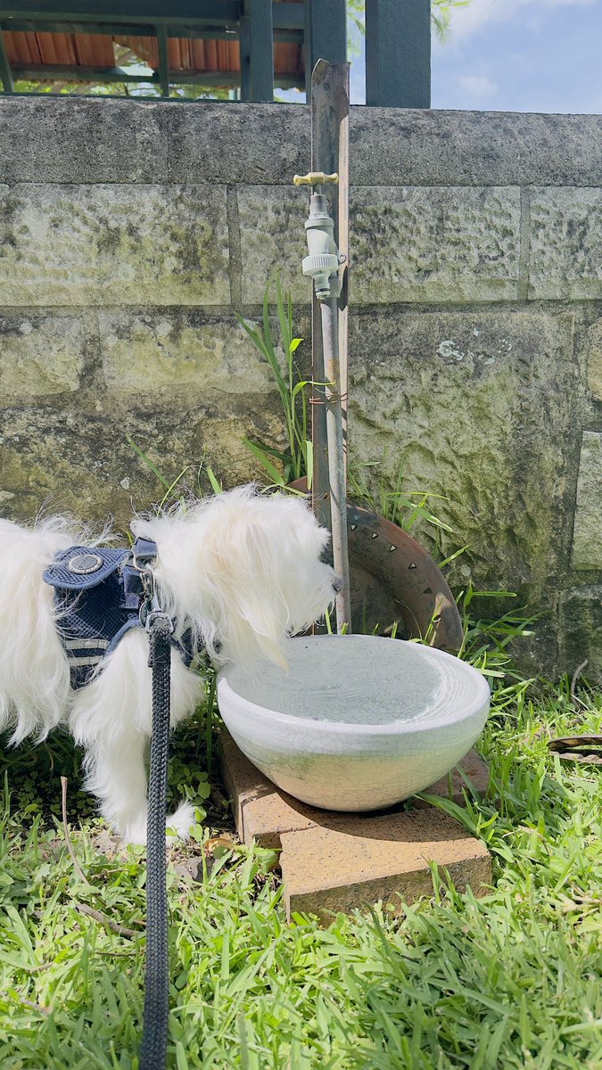 saltywavedog's tweet image. Pals, I found the best water hole during my sniffari today 🌞🏖️🐕🧡 My tongue was cooled down &amp;amp; I’m ready to flash it tomorrow 🌼🩵🐶🦋 #BeeGood everyone🐝 🌺 🐩 🌷 Luv Rocky #sniffariadventure #sniffari #saltywavedog #dogwalk #snozfriendlywalk #dogsoftwitter #dogsofx