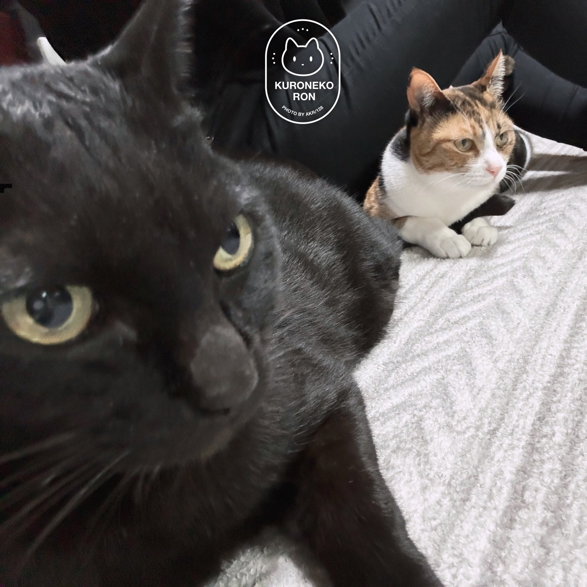 🐈‍⬛櫻🐕‍🦺🐾 on X: 