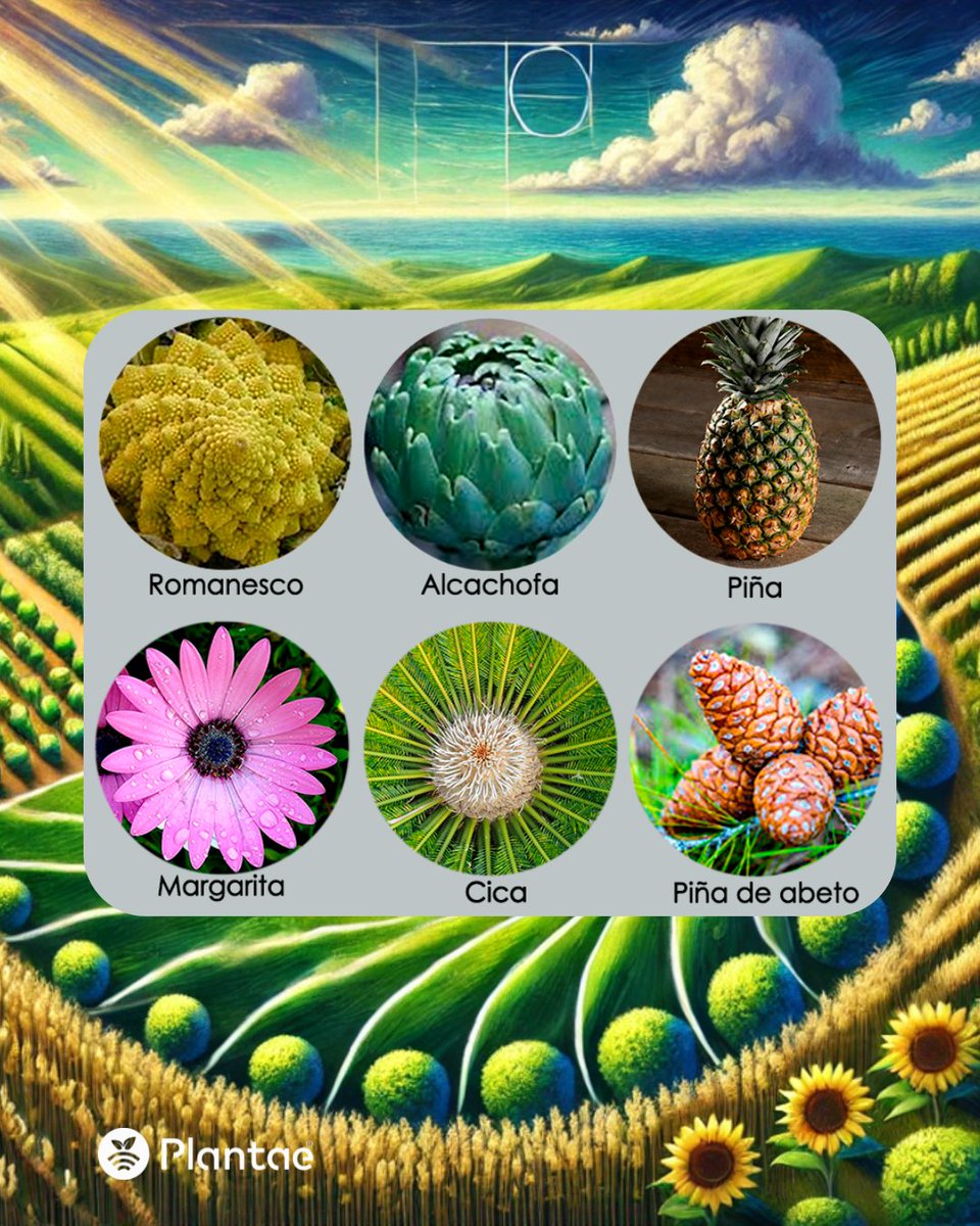 plantae_agro's tweet photo. 🌱 ¿Sabías que la naturaleza sigue patrones matemáticos perfectos? 🌀

Desde las hojas hasta una piña, muchas plantas siguen el número áureo.

🔸 Maximizan luz solar
🔸 Optimizan espacio
🔸 Facilitan la polinización

💧 Esto mejoran la escorrentía del agua.

💬 ¿Lo has notado? 👇 https://t.co/Tnhr2qJhm1