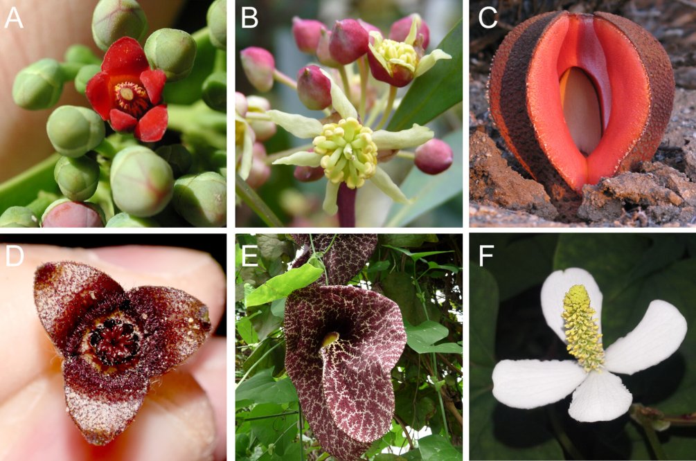 Bill Baker (@billjbaker) on Twitter photo A new classification of #magnoliids now out in American Journal of Botany @KewScience <a href="/hsauquet_bgsyd/">Hervé Sauquet 🌈</a> <a href="/ajhelmstetter/">Andrew Helmstetter</a> <a href="/FelixForest1/">Félix Forest</a> bsapubs.onlinelibrary.wiley.com/doi/full/10.10… A new classification of #magnoliids now out in American Journal of Botany @KewScience <a href="/hsauquet_bgsyd/">Hervé Sauquet 🌈</a> <a href="/ajhelmstetter/">Andrew Helmstetter</a> <a href="/FelixForest1/">Félix Forest</a> bsapubs.onlinelibrary.wiley.com/doi/full/10.10…