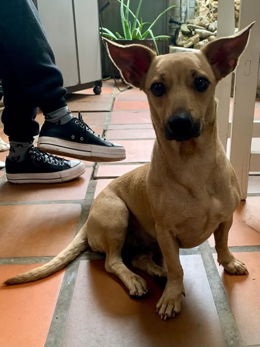 A64029345's tweet photo. Si alguien conoce a su familia, o si saben que lo están buscando por favor avisen a su familia
Gracias
📷📷📷📷
Éste perrito fue encontrado el día de hoy en la mañana en plena autopista, es extraño porque está gordito y en buenas condiciones, sin embargo a la altura a la que https://t.co/jsIEIzUnRW