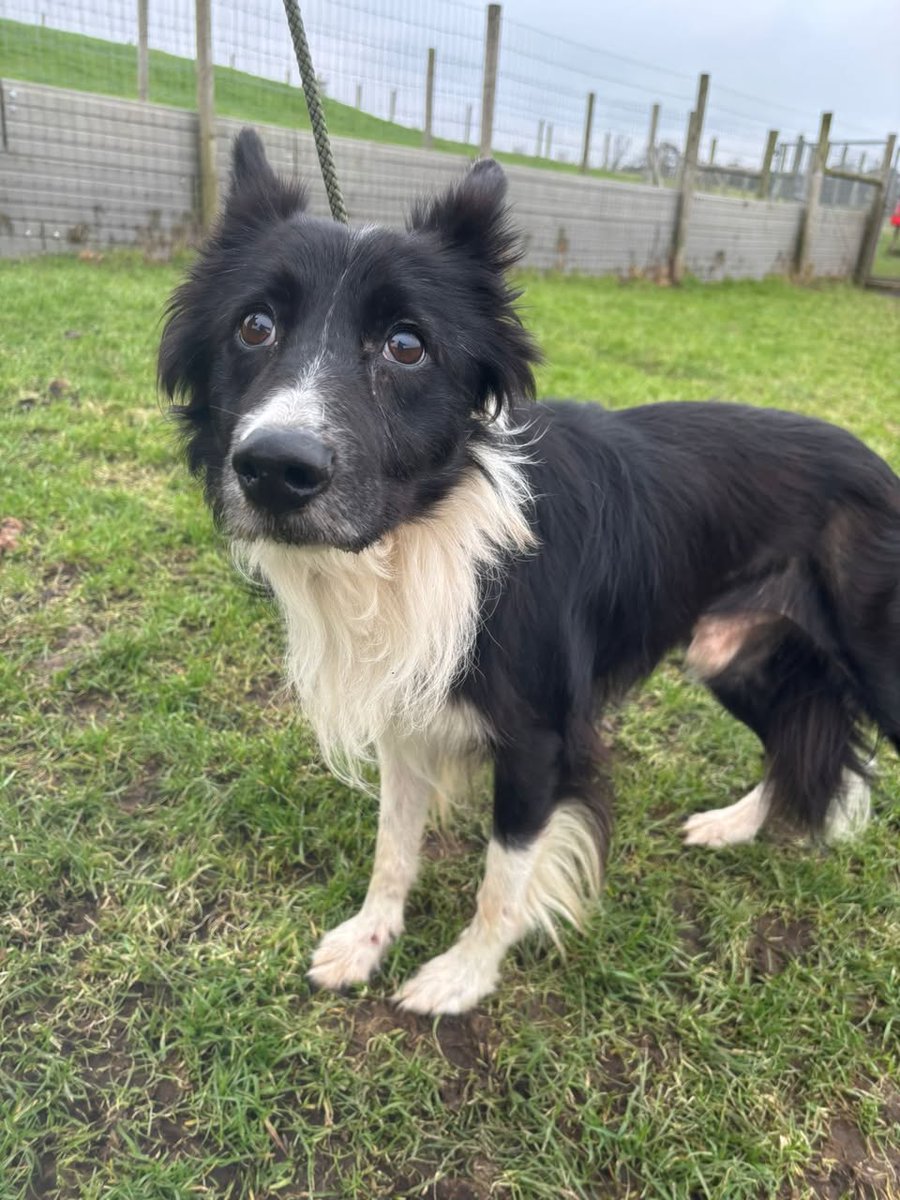 AdoptionsUk's tweet photo. Please share to help find a RESCUE SHELTER SPACE FOR THIS STRAY/ABANDONED  ELDERLY COLLIE   #ENGLAND #UK North West  NOW IN A COUNCIL POUND 🐾💔
Elderly male collie Entire No chip Dog ok
Due out  of the council pound 23/01‼️
Lovely old boy with fur loss and lumps and bumps.
Please note we are unable to release these dogs directly to the public if not reclaimed they are looking for a space in a rescue.
If you are a UK rescue with space please message this page or email us at northwestpoundies@gmail.com
Transport can be arranged to rescues upto 3 hrs away from the BB postcode area of #Lancashire any further than we help will be required from the receiving rescue.

Original post on facebook 👇
https://t.co/M3P0YTKQOR

#dogs #dogsofX #Collies #Collie @BCTGB  #adoptdontshop #Rescuedogs #England #Wales #Scotland #Manchester #Liverpool #Yorkshire @oldiesclub #Preston #Blackpool  #dog