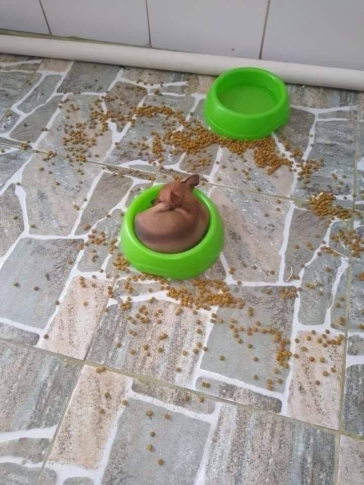 DiloConPerritos's tweet photo. Si algo le estorba a tu felicidad, quítalo. https://t.co/mWE5Uf7Slg