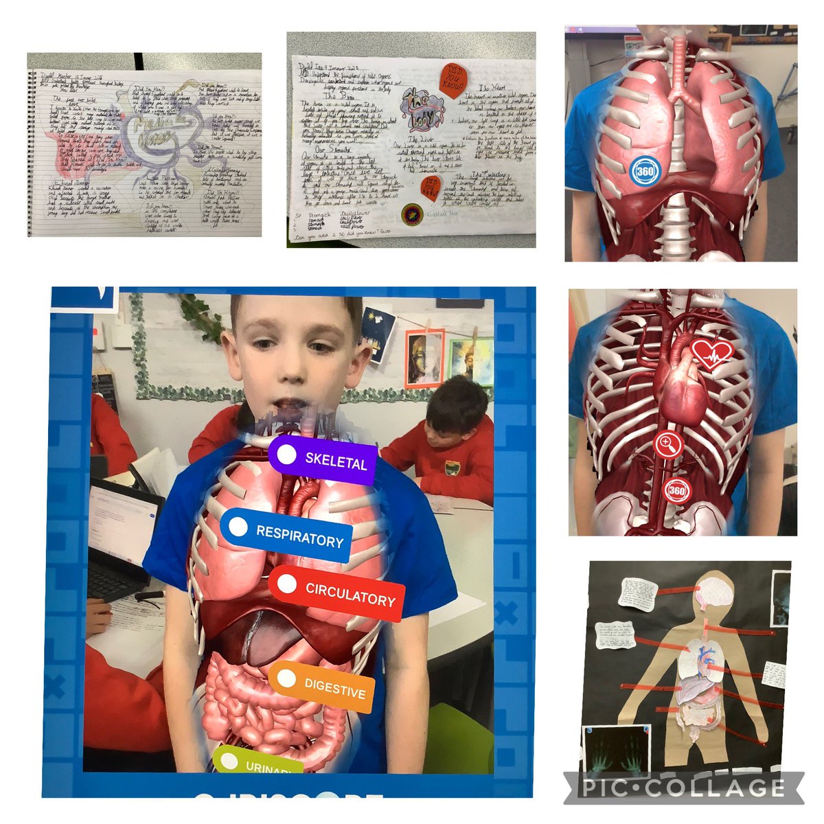 Dosbarth 11 are really enjoying our new topic of Body Works, today we have explored the circulatory system and our organs,  using Virtual-tee <a href="/garntegprimary/">Garnteg Primary</a> <a href="/MissDGrimas/">MrsDEmanuel</a>